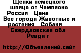 Щенки немецкого шпица от Чемпиона России › Цена ­ 50 000 - Все города Животные и растения » Собаки   . Свердловская обл.,Ревда г.